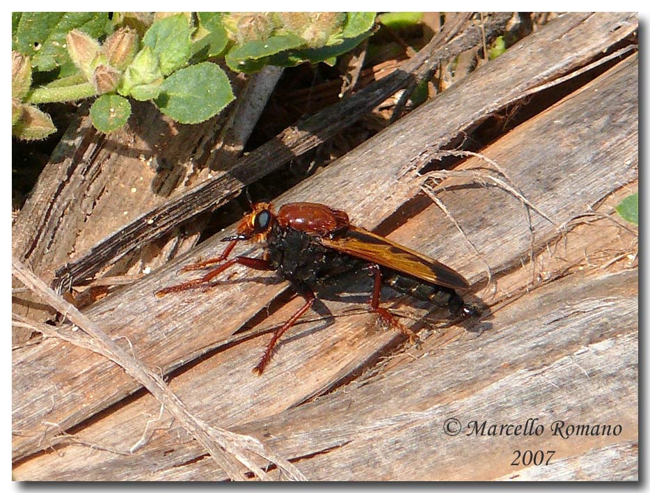 Un Asilidae nuovo per il forum: Asilus barbarus